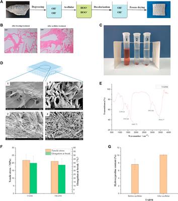 Application of Tilapia Skin Acellular Dermal Matrix to Induce Acute Skin Wound Repair in Rats